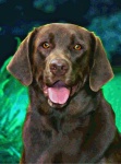 image of labrador_retriever #29