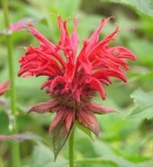 image of flower