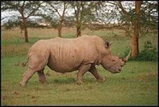 image of rhino