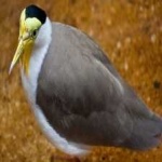 image of bird