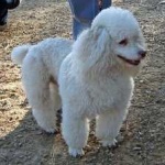 image of poodle #5