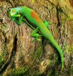 image of green_lizard