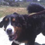 image of animal