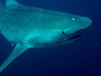 image of tiger_shark