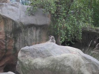 image of meerkat