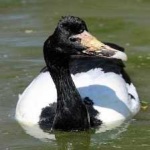 image of bird