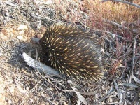 image of echidna