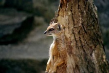 image of mongoose