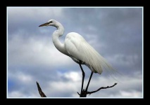 image of american_egret