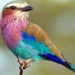 image of bird