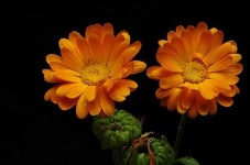 image of flower