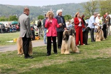 image of afghan_hound #16