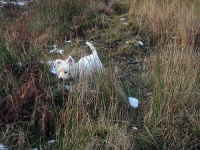 image of west_highland_white_terrier