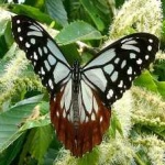 image of animal