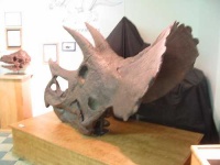 image of triceratops
