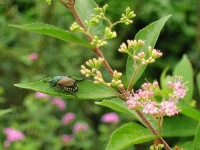 image of leaf_beetle