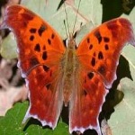 image of animal