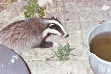 image of badger