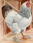 image of rooster