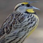 image of bird
