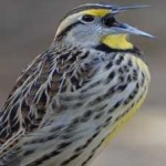 image of eastern_meadowlark #8