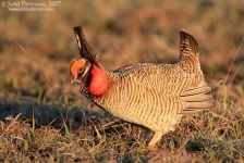 image of prairie_chicken