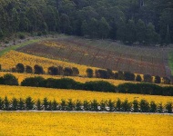 image of rapeseed