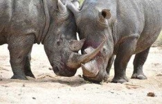 image of rhinoceros
