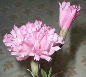 image of flower