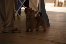 image of norwich_terrier