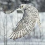 image of bird
