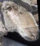 image of animal