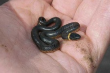 image of ringneck_snake