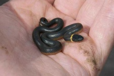 image of ringneck_snake #3