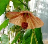image of flower
