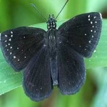 image of animal