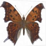 image of animal
