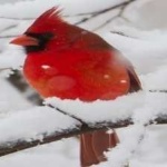 image of bird