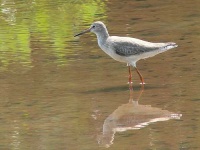 image of redshank #1