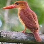image of bird