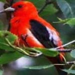 image of bird