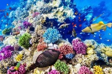 image of reef