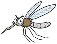 image of mosquito