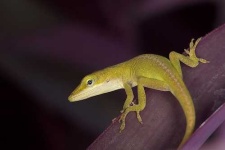 image of american_chameleon