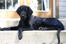 image of flat_coated_retriever