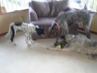 image of irish_wolfhound