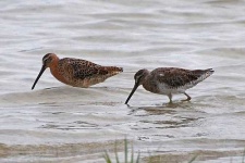 image of dowitcher