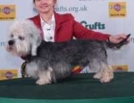 image of dandie_dinmont