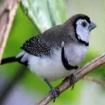 image of bird
