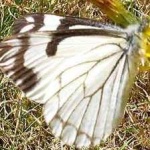 image of animal